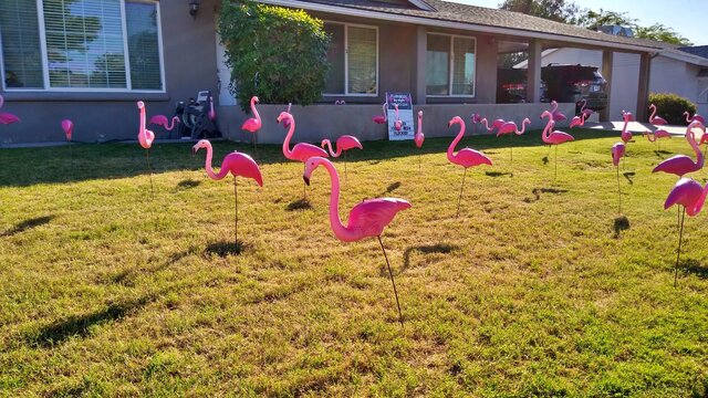 50 Flamingos