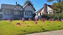 Choose a yard sign display