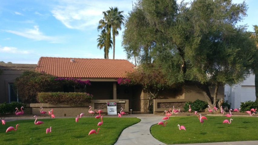 50 pink flamingos in yard for birthday in Scottsdale AZ