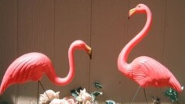 adopt a pair of the original Don Featherstone flamingos