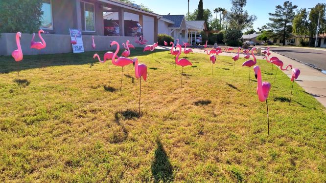 50 pink plastic flamingos in yard for birthday