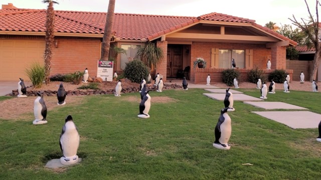 30 big penguins in Chandler AZ yard for a totally cool grad