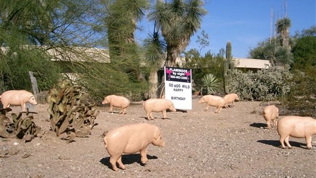 Go hog wild pigs yard card birthday greeting in Paradise Valley AZ