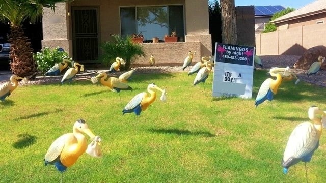 30 storks in new baby yard announcement near El Mirage