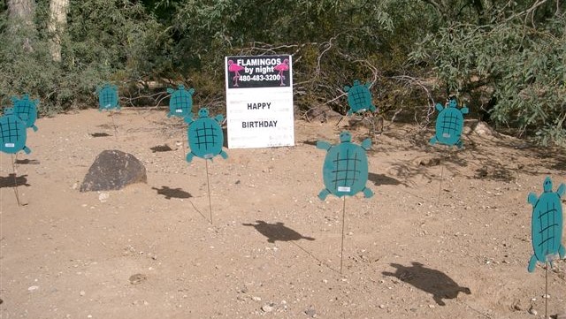 Turtles in desert landscape yard card greetingrd decorations. Cave Creek, AZ