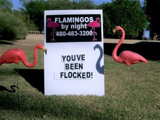 You'vve been flocked custom yard sign in flamingos flocking yard card