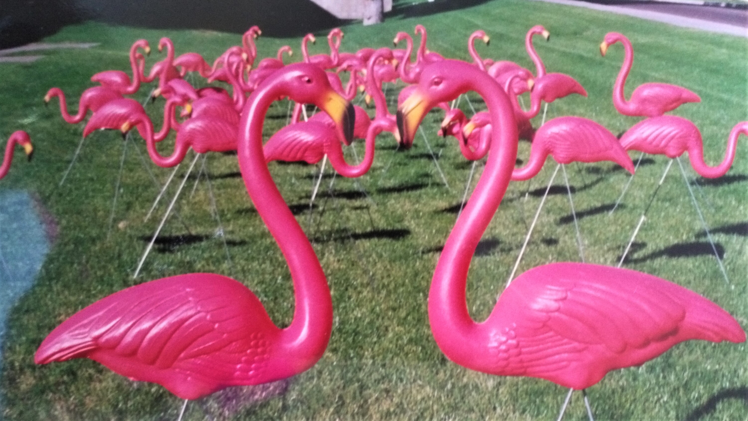 The perfect flock of 50 rental birthday flamingos
