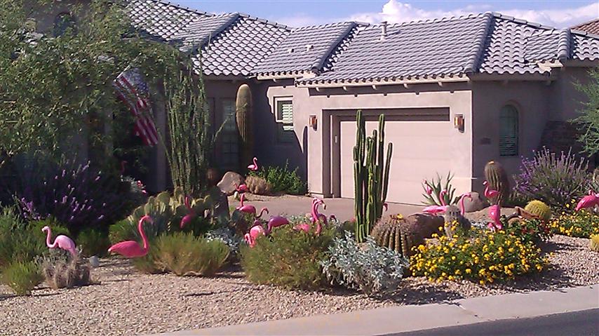 50 Birthday flamingo yard signs in desert landscape near Surprise AZ