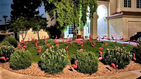 50 flamingos flocking together as lawn greeting near Phoenix