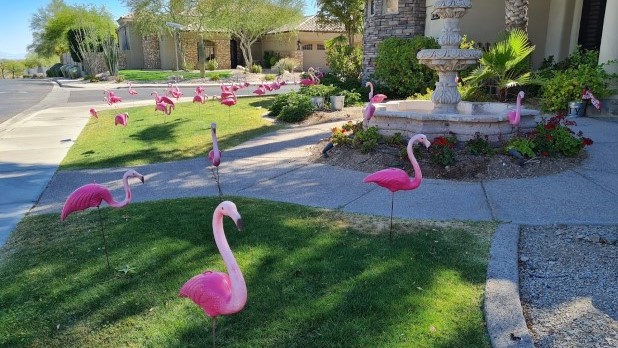 Birthday yard sign display of 50 rental flamingos near Scottsdale AZ