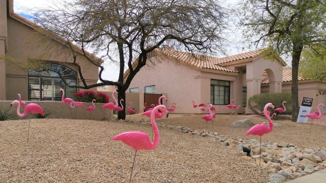 Flamingos By Night - 50 rental flamingos flocking in yard for birthday in desert yard nearPhoenix AZ