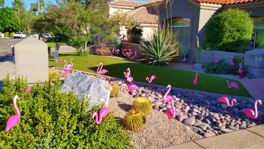 50 birthday flamingos around astroturf yard for birthday yard card display near Scottsdale AZ
