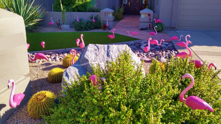 Skip the card, flocking flamingos in the yard