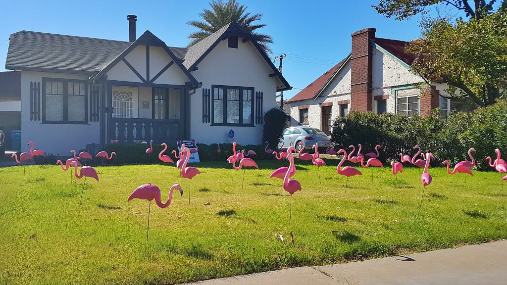 flock of 50 pink plastic flamingos for birthday Yard Card near Phoenix