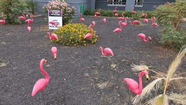 yard card flamingo birthday flocking in rock landscape