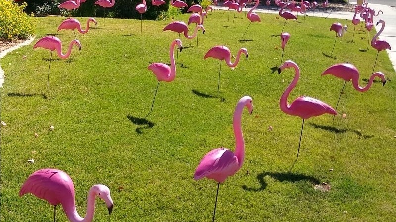 Occasion: Anniversary. 50 Flamingos yard flocking near Arcadia