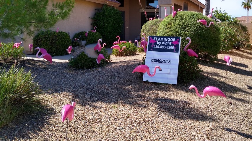 50 flamingos in yard for a graduation announcement near Peoria