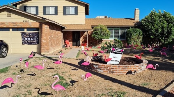 50 rental plastic flamingos flocking in desert landscape for graduation near Tempe AZ