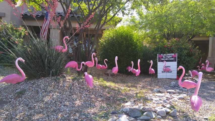 plastic flamingos in yard for birthday