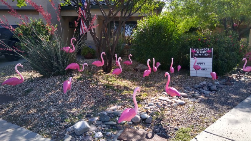 50 flamingos in yard card flock in desert landscape near Surprise AZ