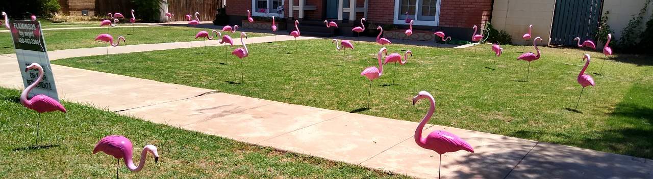 flamingo flocking service