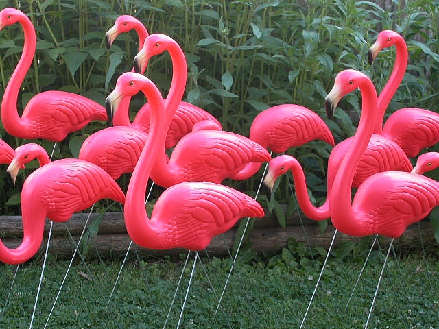 Flock of famous original flamingos