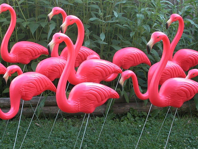 Where did they come from? Original plastic flamingo history