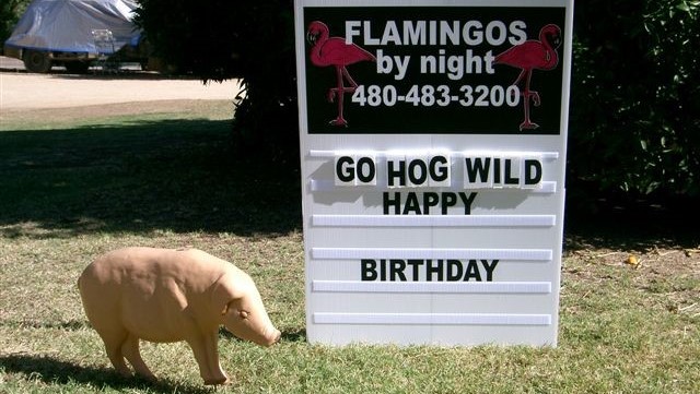 Go Hog Wild birthday yard sign with pigs in yard near Phoenix AZ