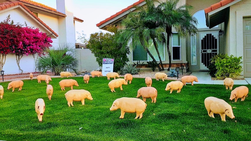 A herd of 30 urban pigs in Phoenix yard card sign display for birthday