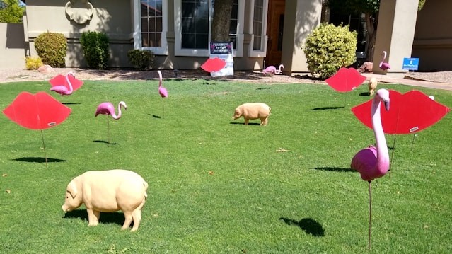 Hogs and Kisses and some flamingos birthday lawn decorations near Amnthem AZ