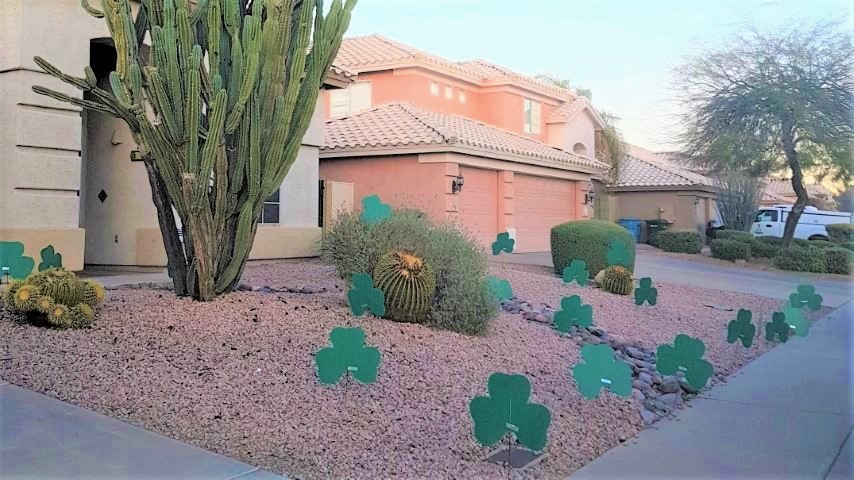 30 big green shamrocks in yard to decorate for St Patty's Day party. Phoenix