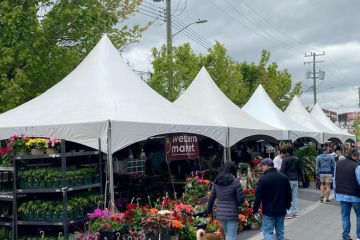 High Peak Tent Rentals at Festival in Sterling Heights